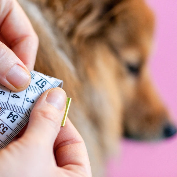 Find your dog’s perfect fit fast