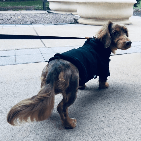 Dachshunds - Pawer to the People