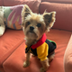 Small dog wearing a colorful sweater on an orange couch