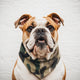 Camouflage cool 2-in-1 dog bandana • Pawer to the People