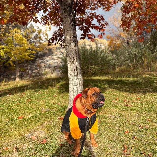 Mastiff dog in a colorful hoodie standing in a park with trees and grass.