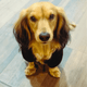 Dachshund dog hoodie • Pawer to the People