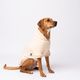Dog wearing a buttercream hoodie on a white background