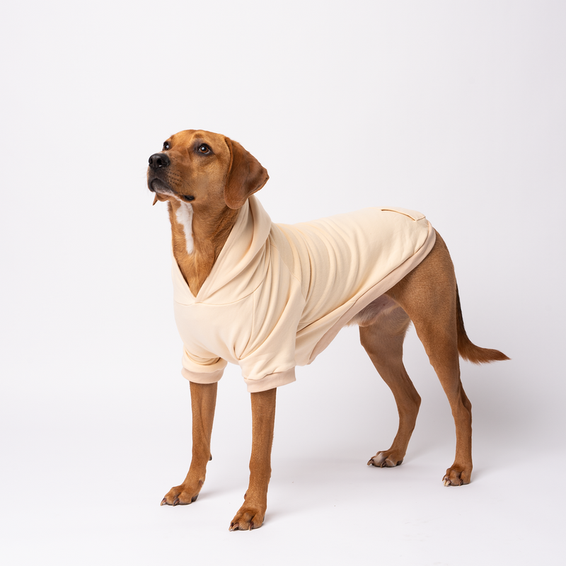 Dog wearing a buttersweater on a white background