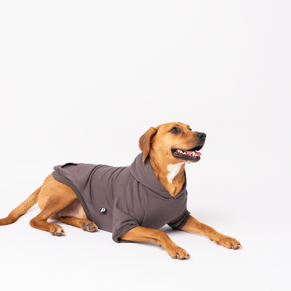 Dog wearing a charcoal gray hoodie on a white background