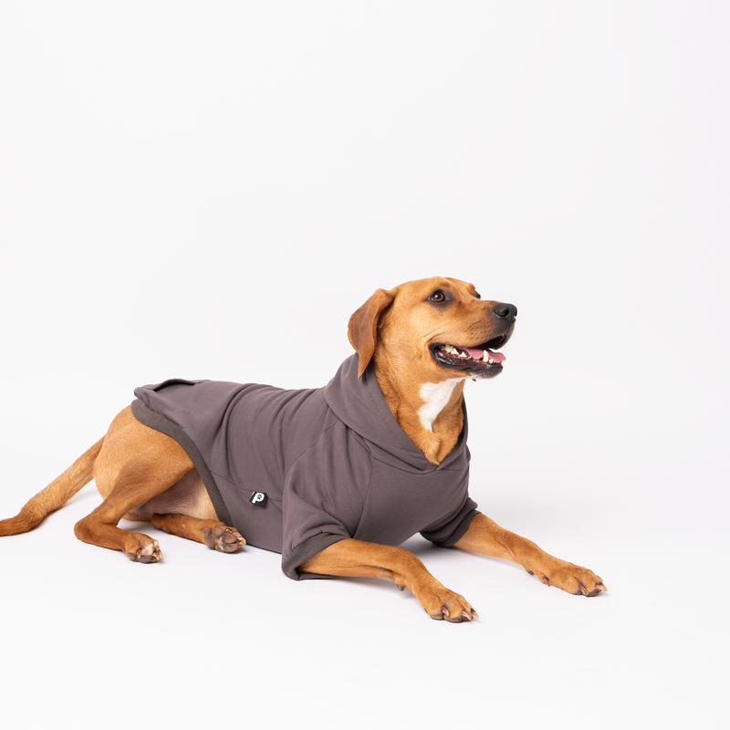 Dog wearing a charcoal gray hoodie on a white background