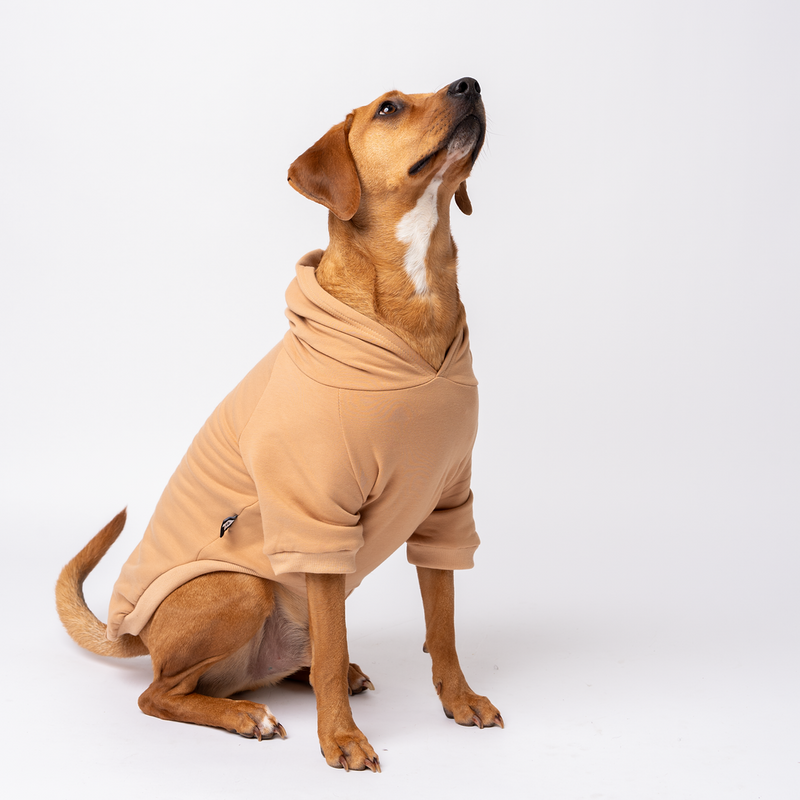 Dog wearing a tan brown hoodie on a white background