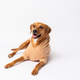 Dog wearing a tan brown outfit on a white background