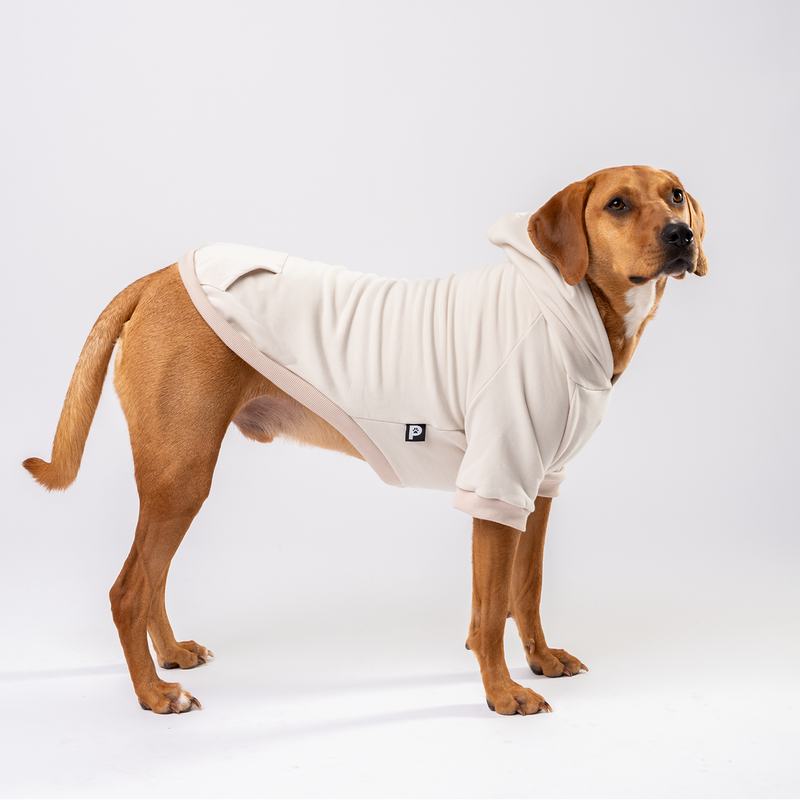 Dog wearing a grayish-beige hoodie on a white background