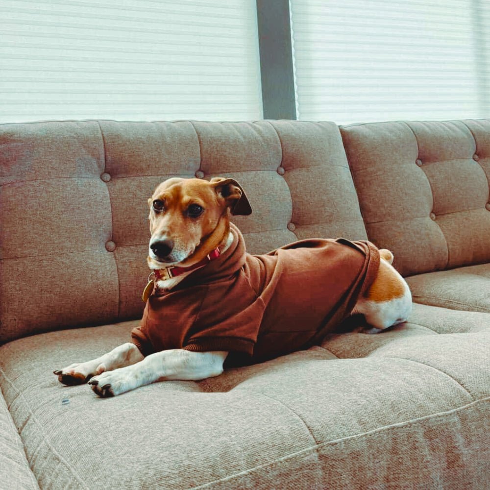 Dachshund dog hoodie • Pawer to the People