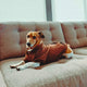 Dachshund dog hoodie • Pawer to the People