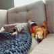 Dachshund dog hoodie • Pawer to the People