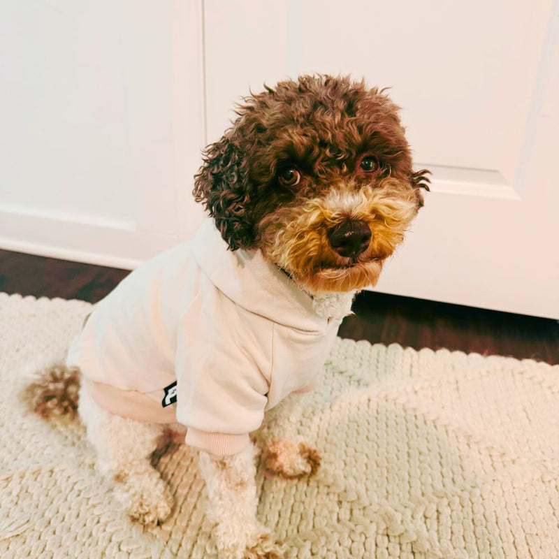 A small brown and cream poodle wearing a gray-white hooded sweatshirt sits on a cream textured rug in front of a white door.