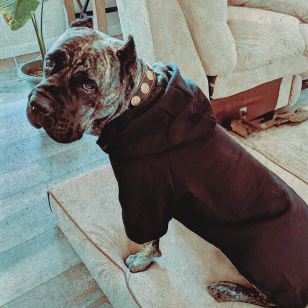 Mastiff big dog wearing a black hoodie sitting on a wooden floor.