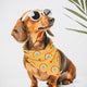 Better days 2-in-1 bandana • Pawer to the People