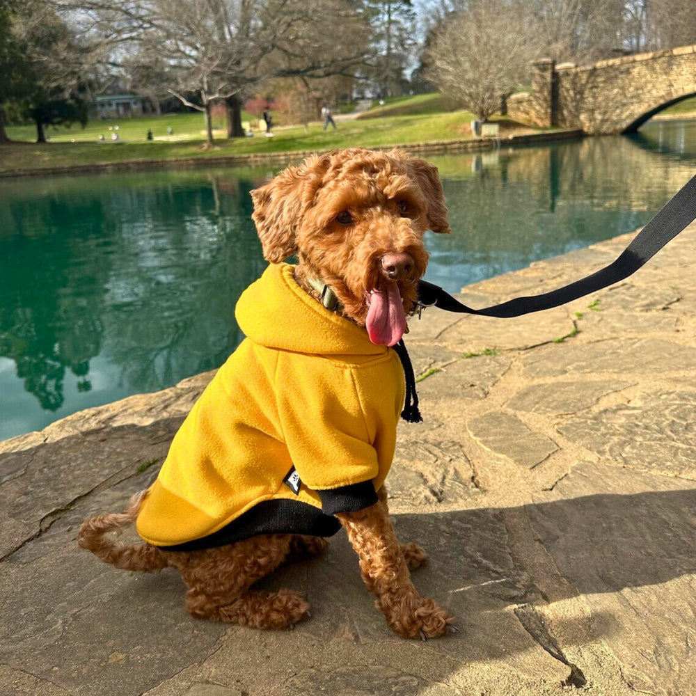 Bee-lieve dog hoodie • Pawer to the People