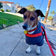 Dachshund dog hoodie • Pawer to the People