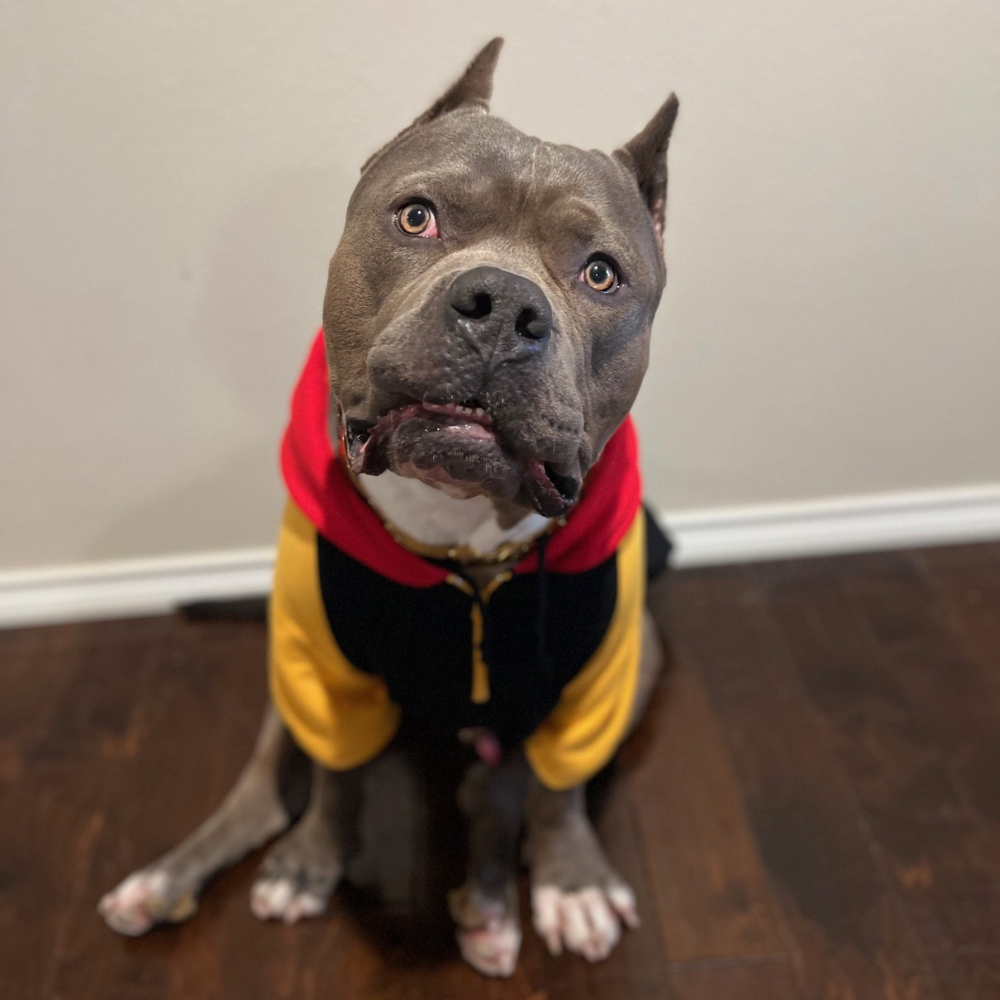 Gotti