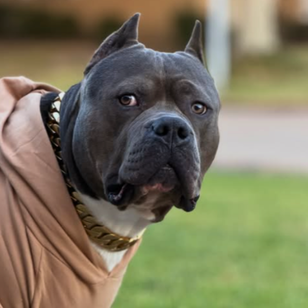 Sand dog hoodie (tan brown)