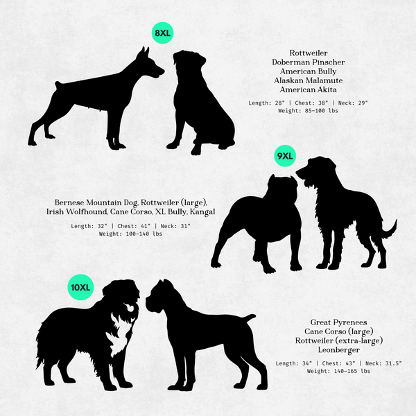 Silhouettes of large dogs with size labels on a solid background