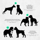 Silhouettes of large dogs with size labels on a solid background