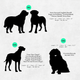 Silhouettes of extra large dogs with size labels on a solid background