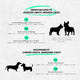 Dog coat size chart for French Bulldogs and Dachshunds on a solid background